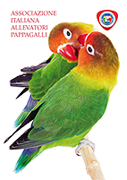 FCARTOLINA AIAP